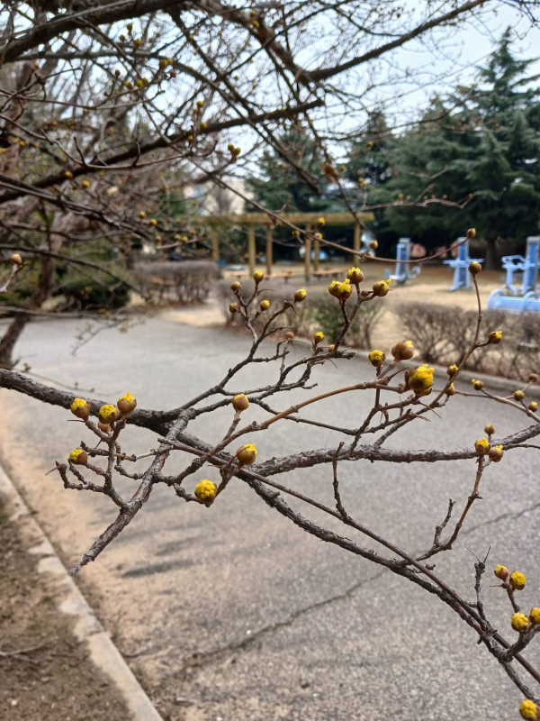 선인재단 꽃망울 나오다