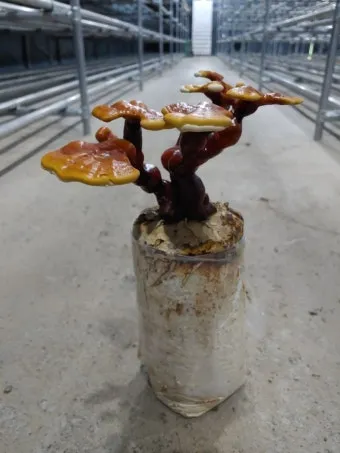 영지버섯 재배 배양 관리 온도 유지 건조 보관_5