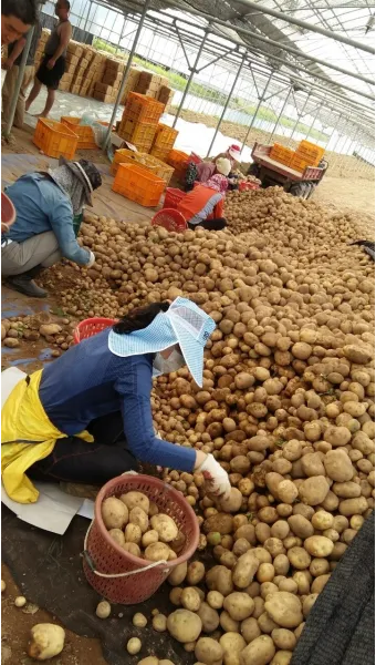 감자 수확시기 심는시기 효능 6월제철음식_9