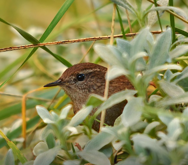 쌍둥이 임신 태몽 후기: 꿈에서 작은 참새 두 마리가 들어왔어요!