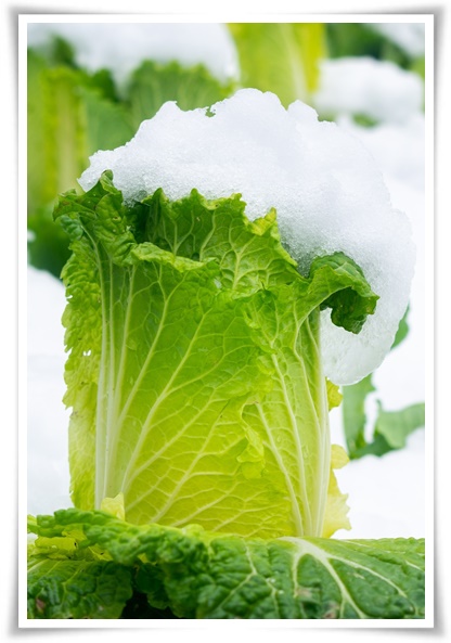 &quot;김장 배추, 직접 길러보세요!&quot; 초보자도 성공할 수 있는 쉬운 재배 가이드