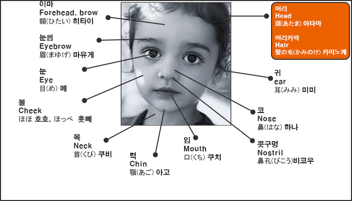 얼굴관련 외국어