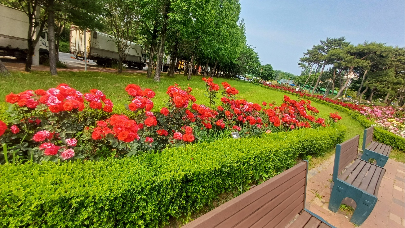 익산배산체육공원, 장미축제