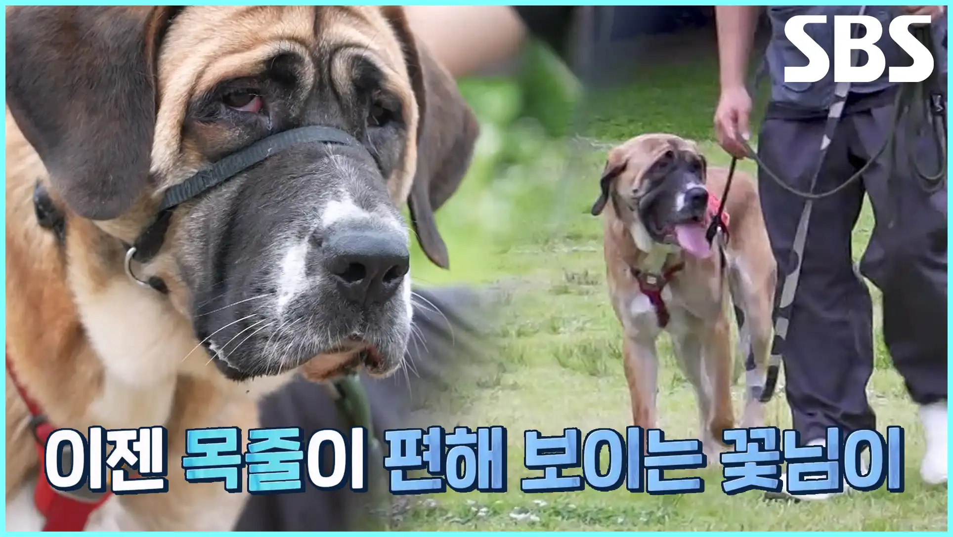 동물농장 재방송 시간 다시보기