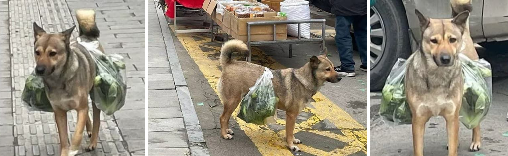 묵묵히 짐을 나르는 ‘효자 짐꾼 강아지’ 이미지 #2
