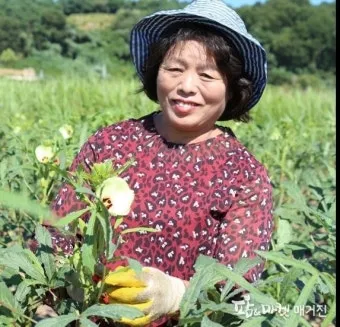 오크라 재배 파종 깊이 따뜻한 흙 물주기 요령_8