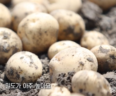 김제 감자 