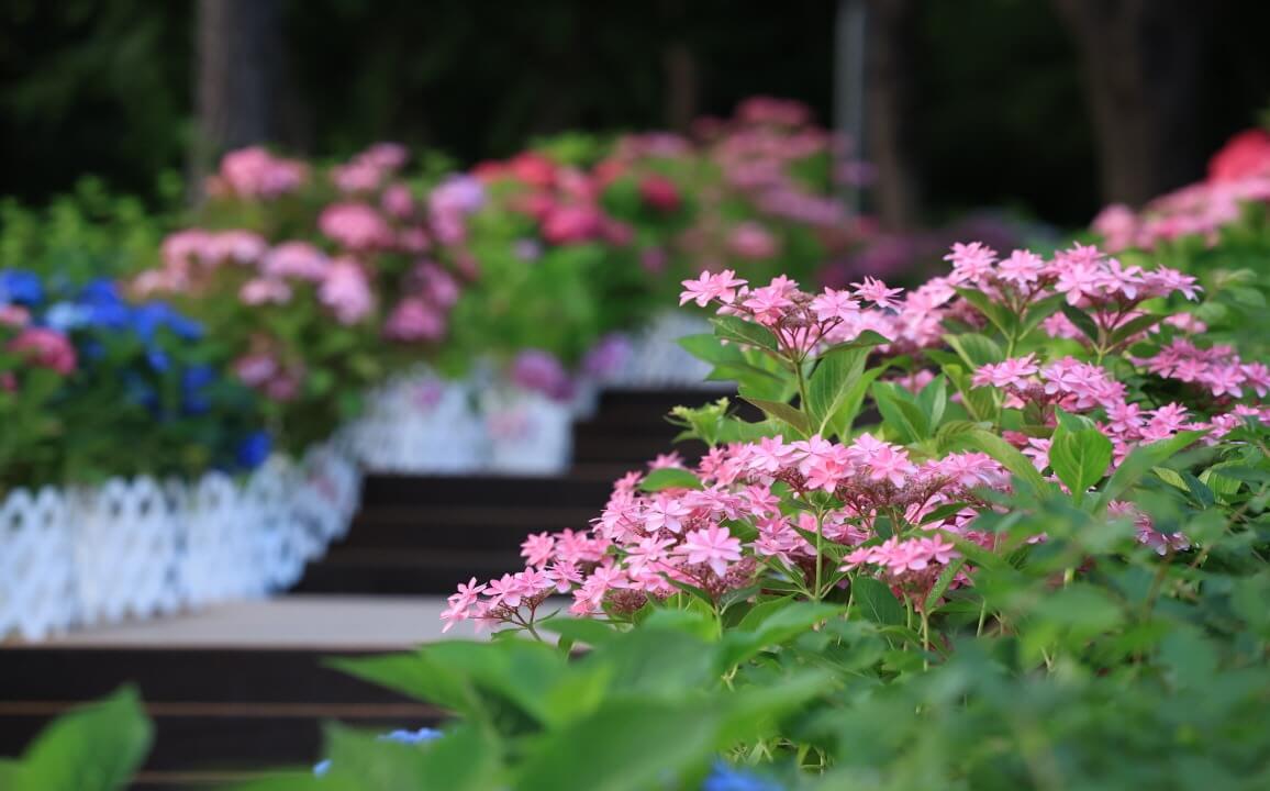 서울 노원 초안산 수국동산