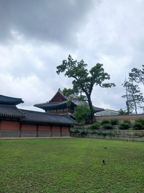 창덕궁 보경당 터 까치