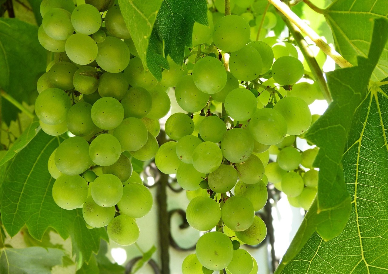 혈당보다 먼저 무너지는 장기들! 당뇨 전단계에서 시작된 &lsquo;침묵의 손상&rsquo;