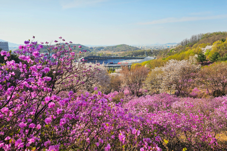 [3,4월 축제]원미산 진달래축제❘진달래 동산 3월, 4월 방문 후기