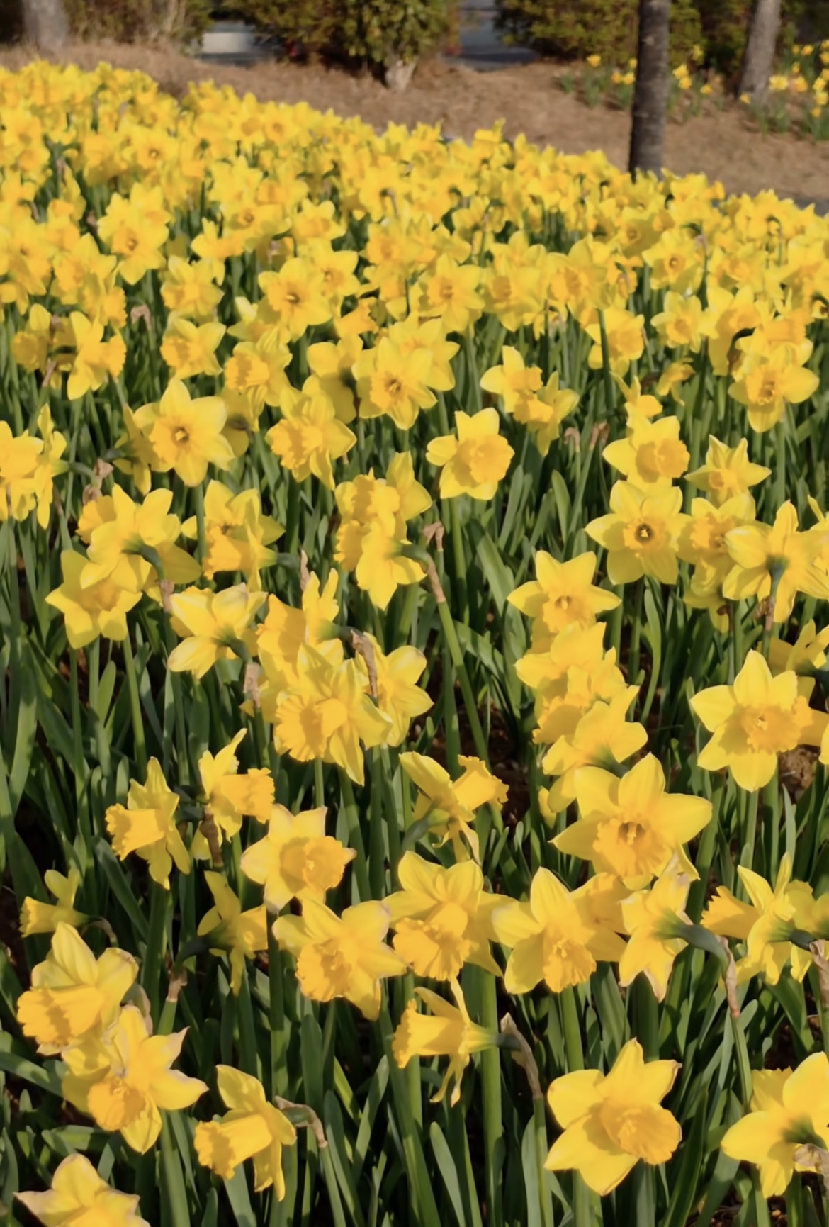 벚꽃 개화시기 4월 7일? 산림청 개화지도로 보는 2026 봄꽃 개화시기 관련사진