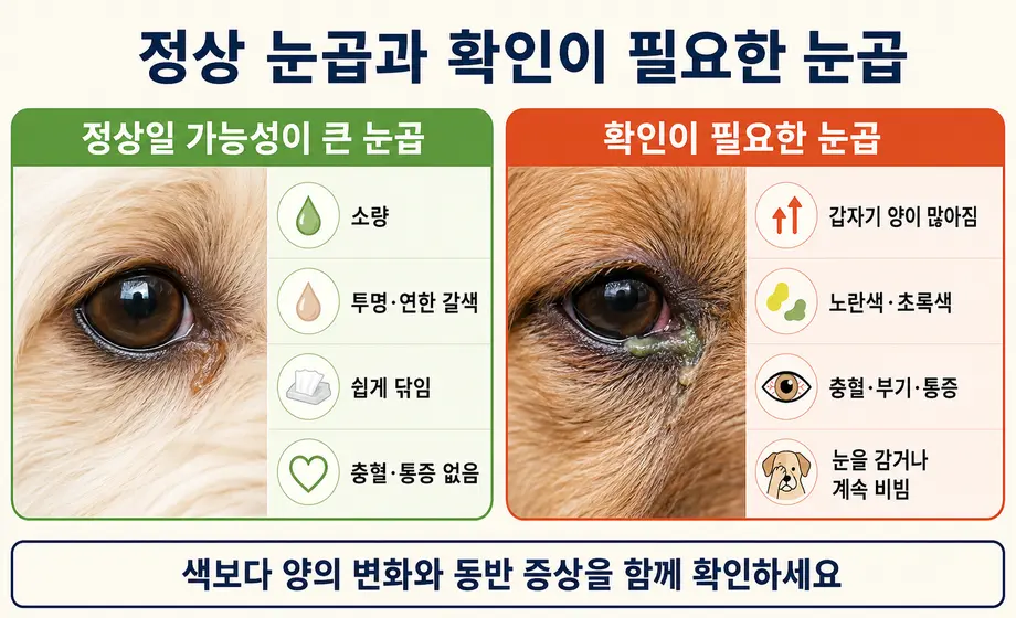 강아지의 정상 눈곱과 노란색&middot;초록색 위험 눈곱 및 동반 증상 비교