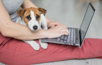 무릎위의 강아지