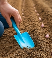 마늘 심는 시기