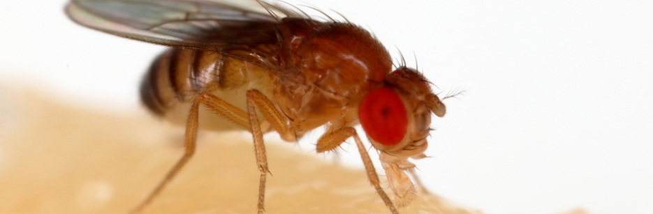 초파리 없애는 법1