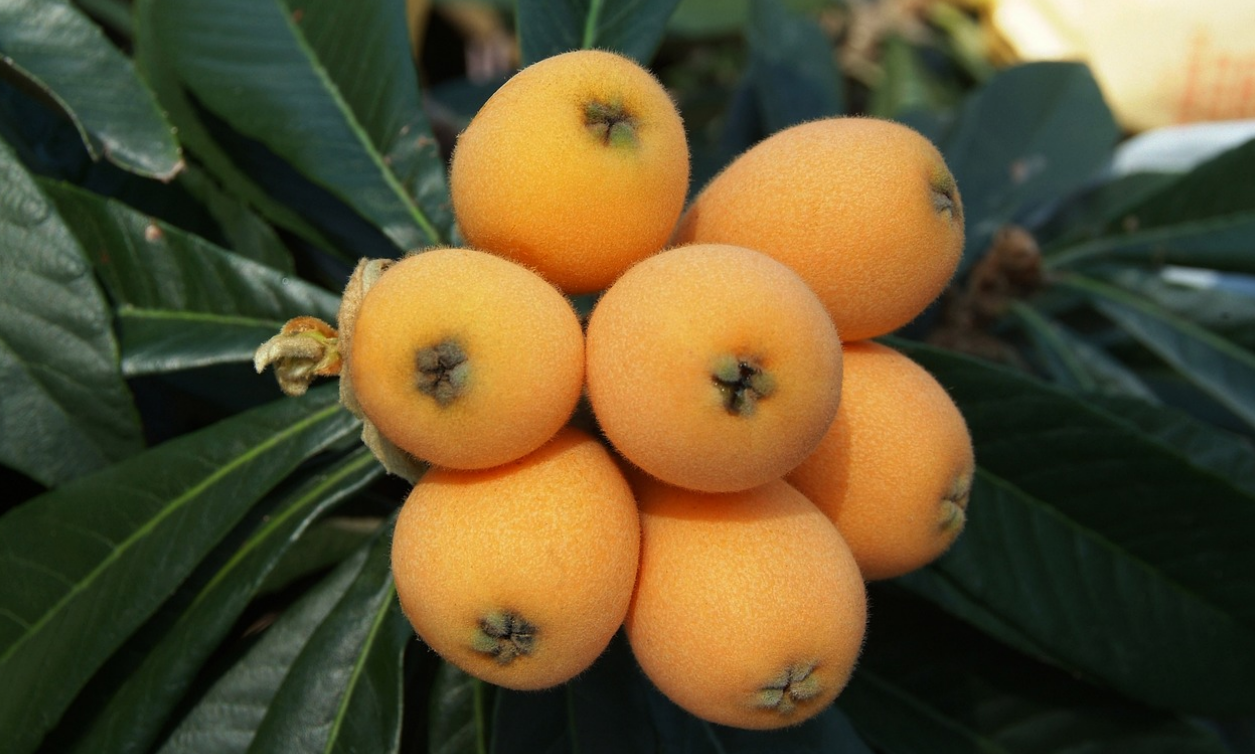 초여름 건강 간식 비파열매