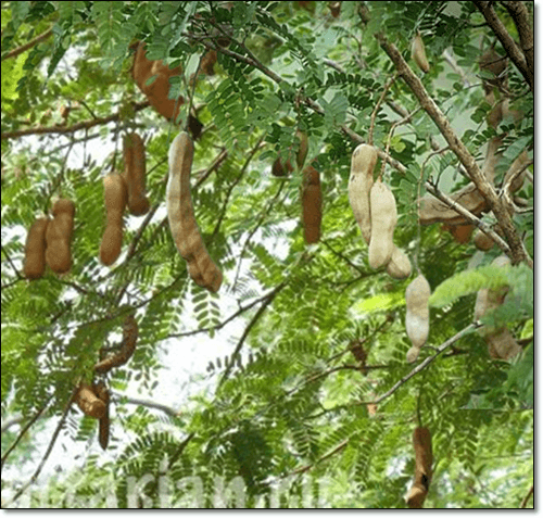 성숙한 타마린드