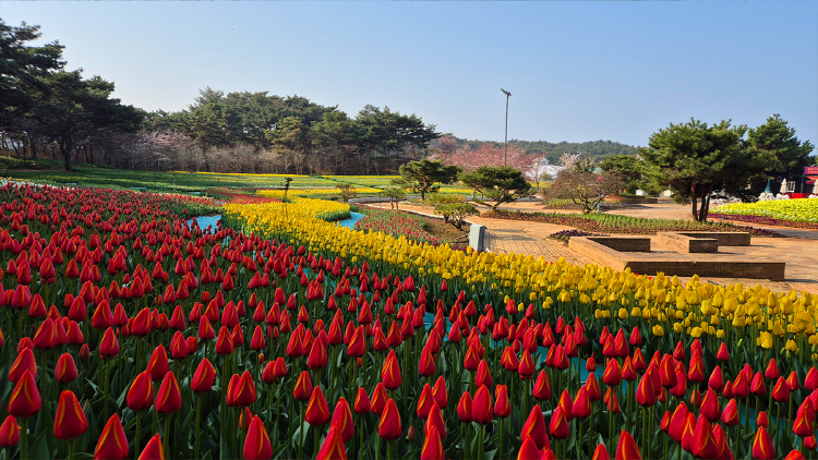 태안 튤립축제