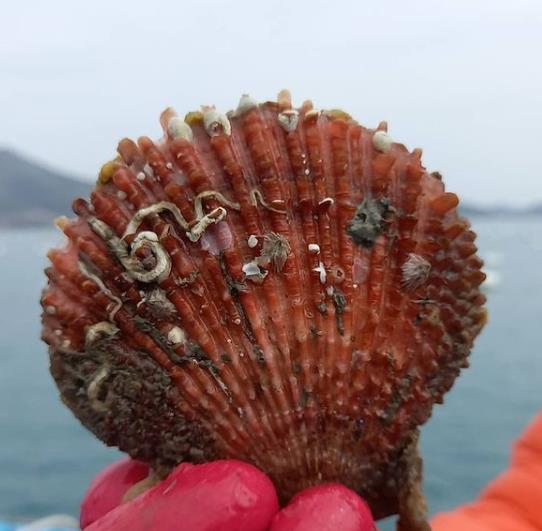 고금도-비단가리비