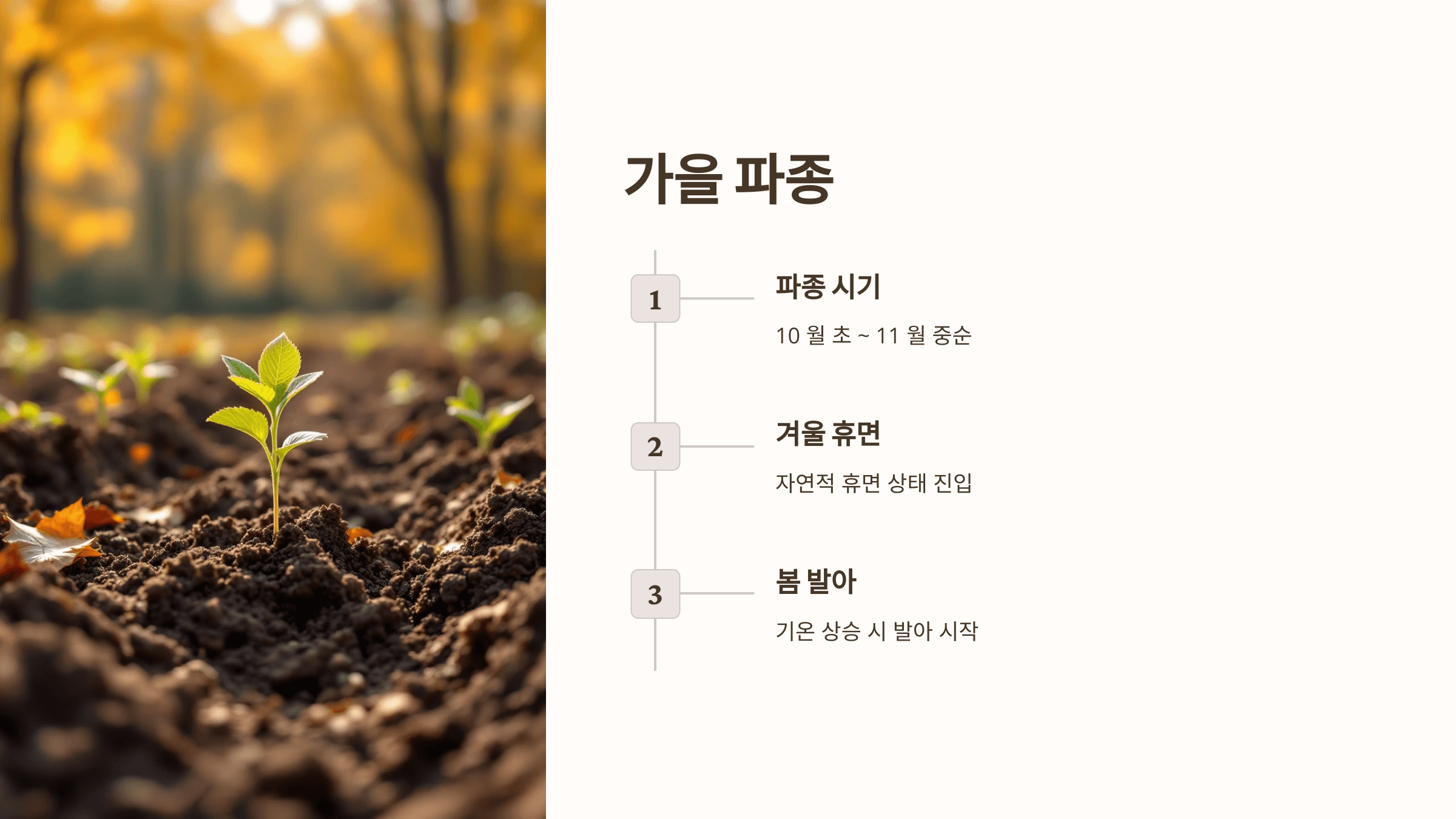 도라지 사진입니다.