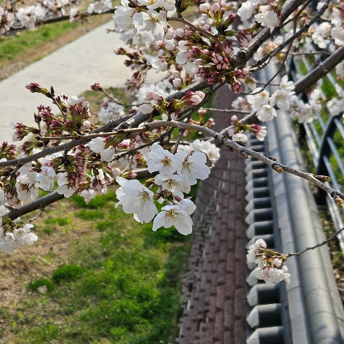 2025년 안성 꼭 가봐야 할 벚꽃 명소