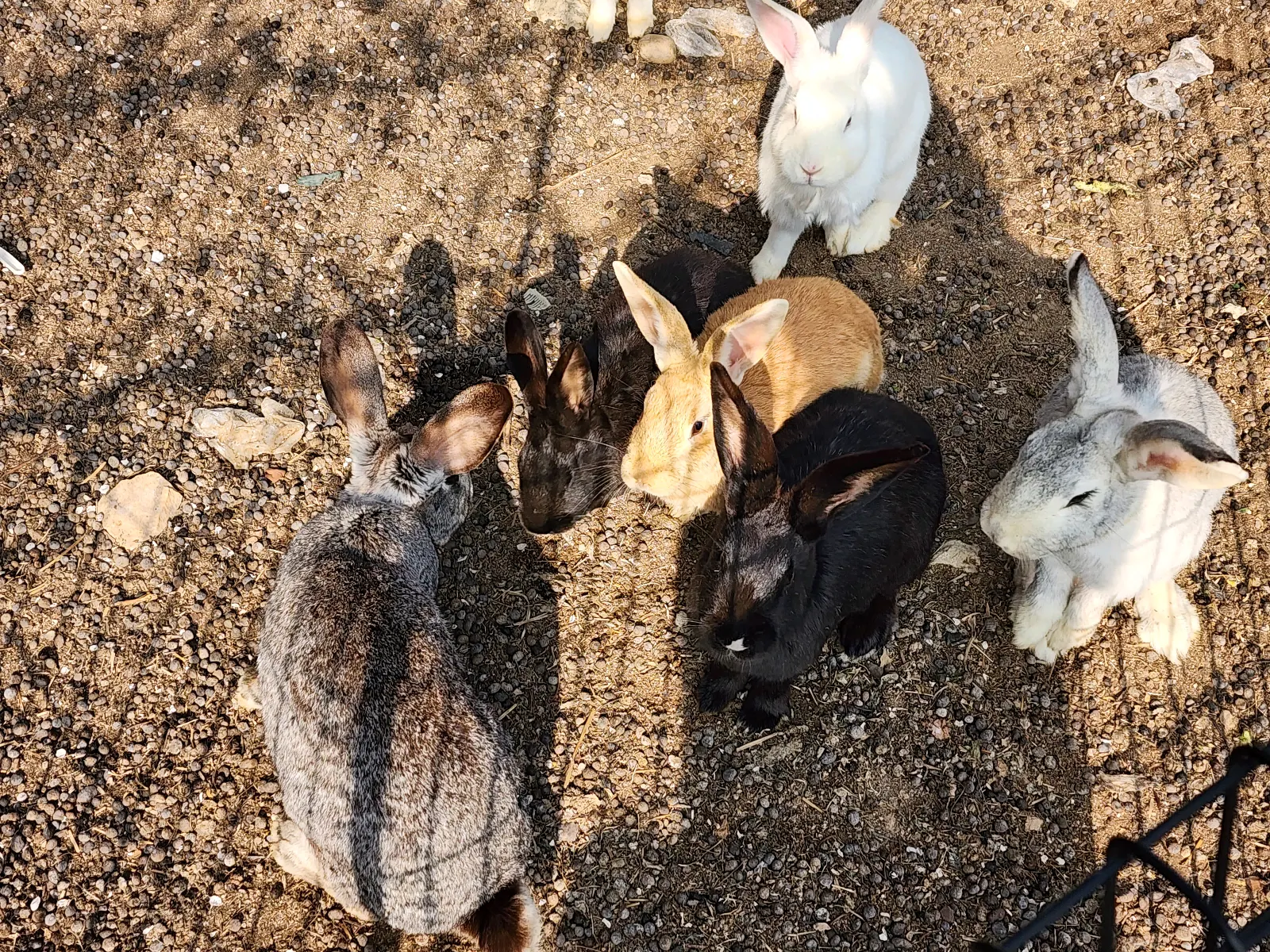 에스타시온 토끼들