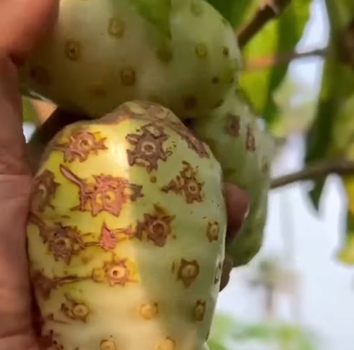 노니 효능 부작용