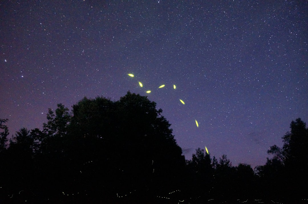 Firefly