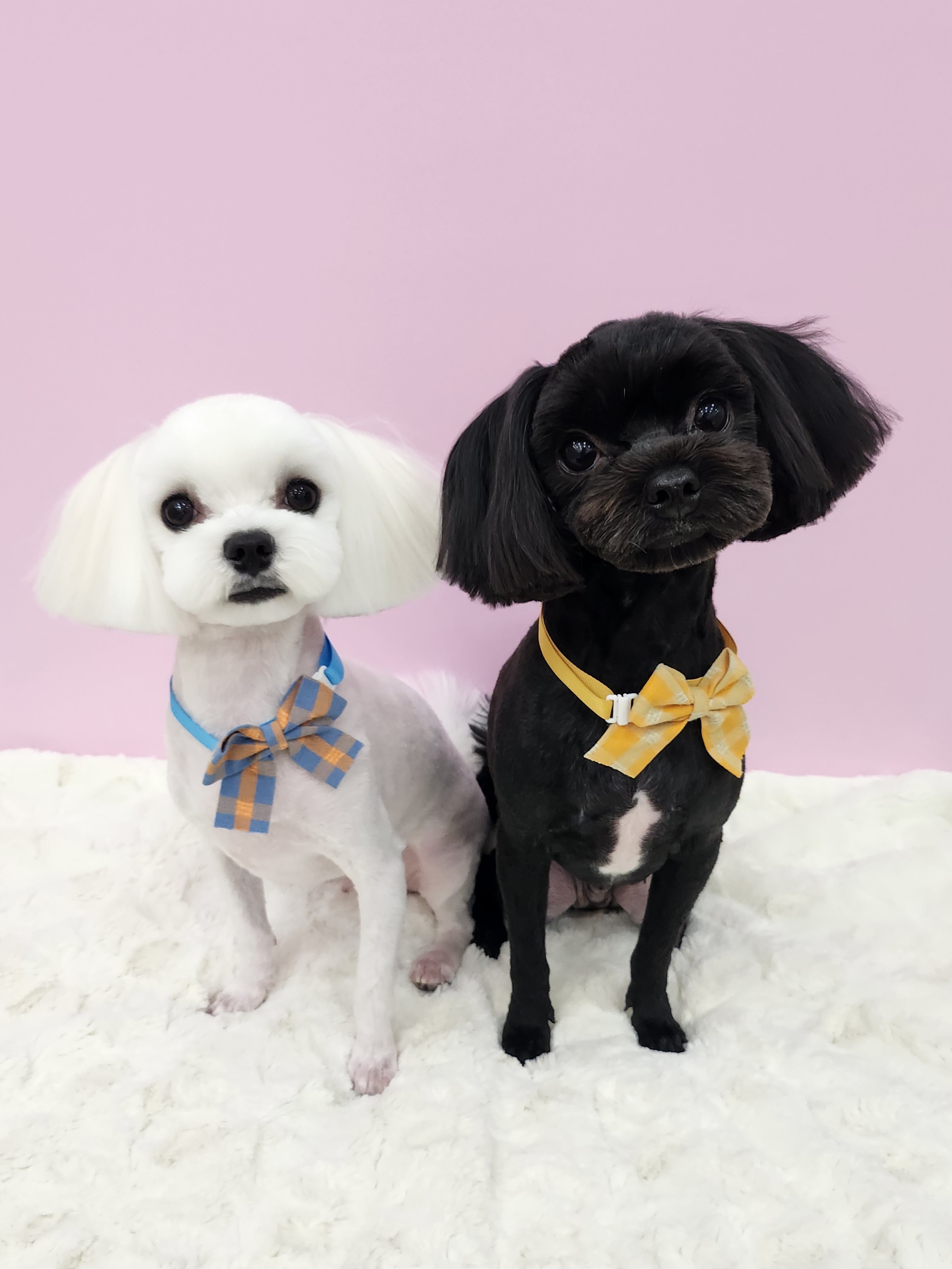 체리콕콕 애견미용