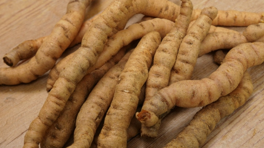 야생에서 채취를 한 생지황을 깨끗하게 세척을 한 후에 바닥에 여러 개 놓아두고 확대를 하여 찍은 사진