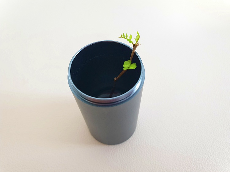 물꽂이 중인 마오리 소포라