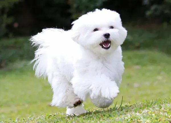 말티즈 성격 분양 가격 수명 장점 단점_2