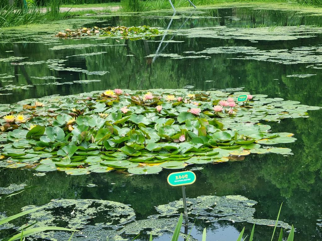 거창 창포원 입장료&#44; 연꽃 축제