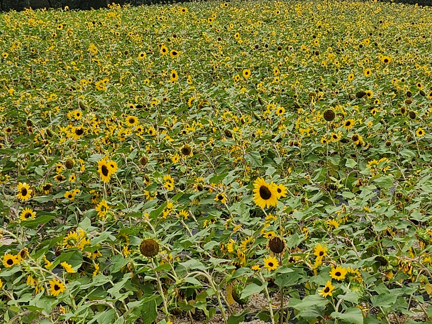 철원고석정꽃축제