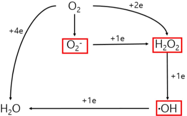 활성산소 생성의 단계