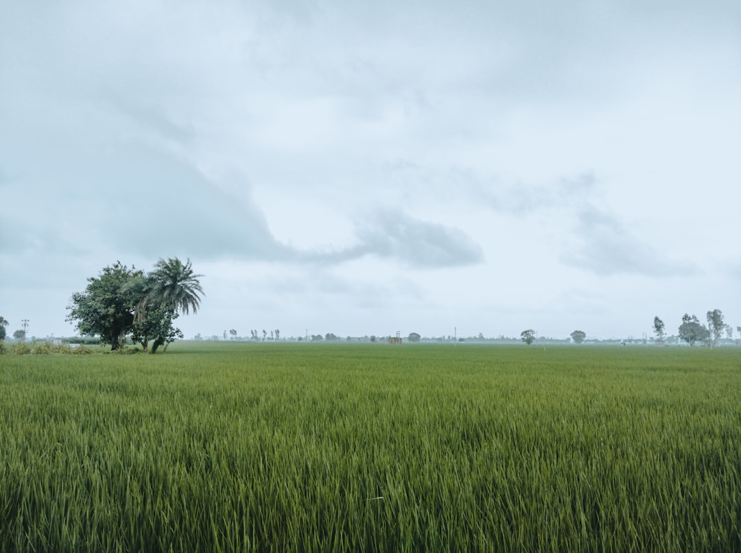 Adaptation