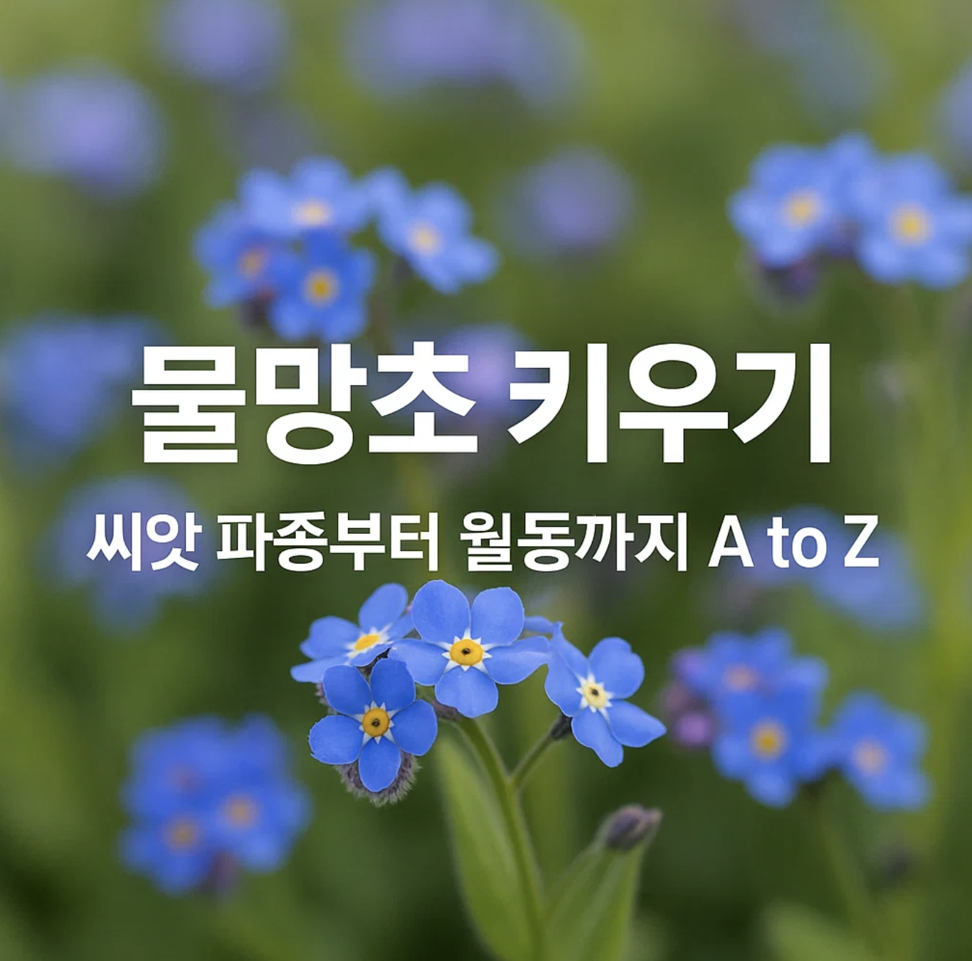 물망초 키우기, 씨앗 파종부터 월동까지 A to Z
