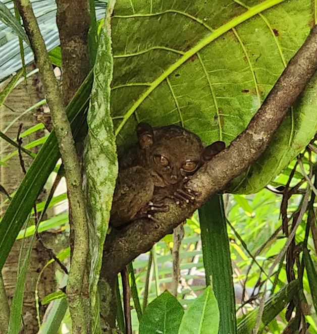 안경원숭이-타르시어-Tarsier