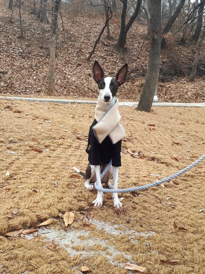 강아지와 함께하는 계절별 연주회 추천: 반려견과 즐기는 특별한 문화 경험