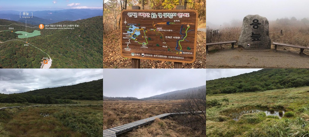 대암산 용늪은 어떤 곳인가요?