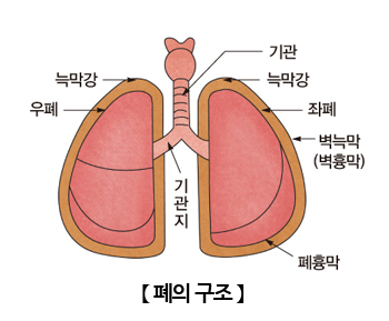 폐의구조 이미지