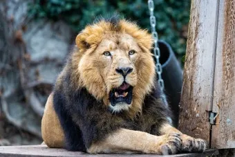 아시아사자 인도 동물 특징 성격_16