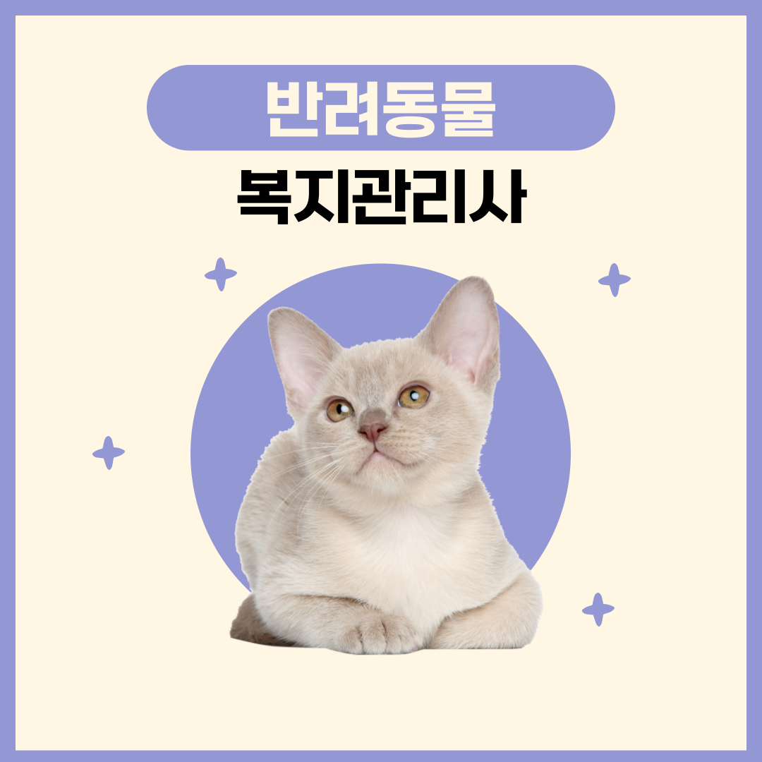 반려동물 복지관리사 타이틀과 함께 회색 고양이가 엎드려 있다