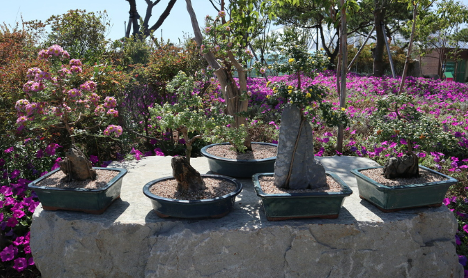 석부작 전시와 보관법 실내 실외 보관 조건 및 연출 아이디어