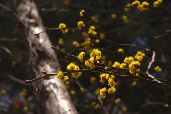 생강나무 꽃 개화시기 모양 특징_9