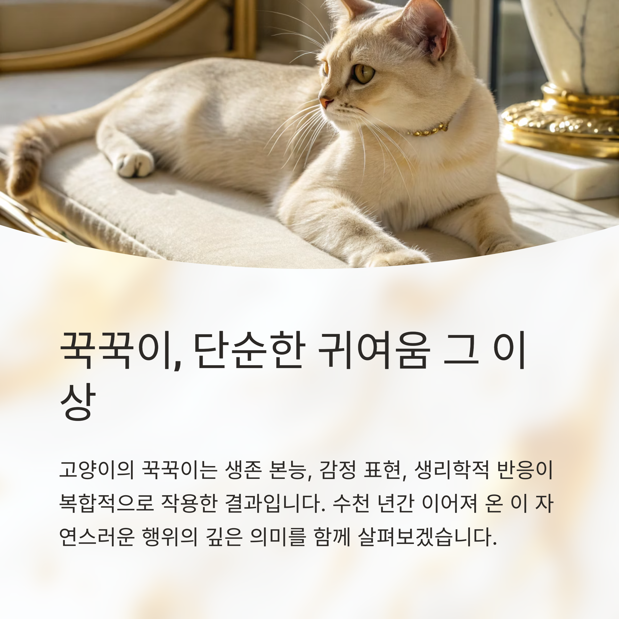 꾹꾹이, 단순한 귀여움 그 이상