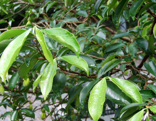 침향,침향효능,침향가루,침향환