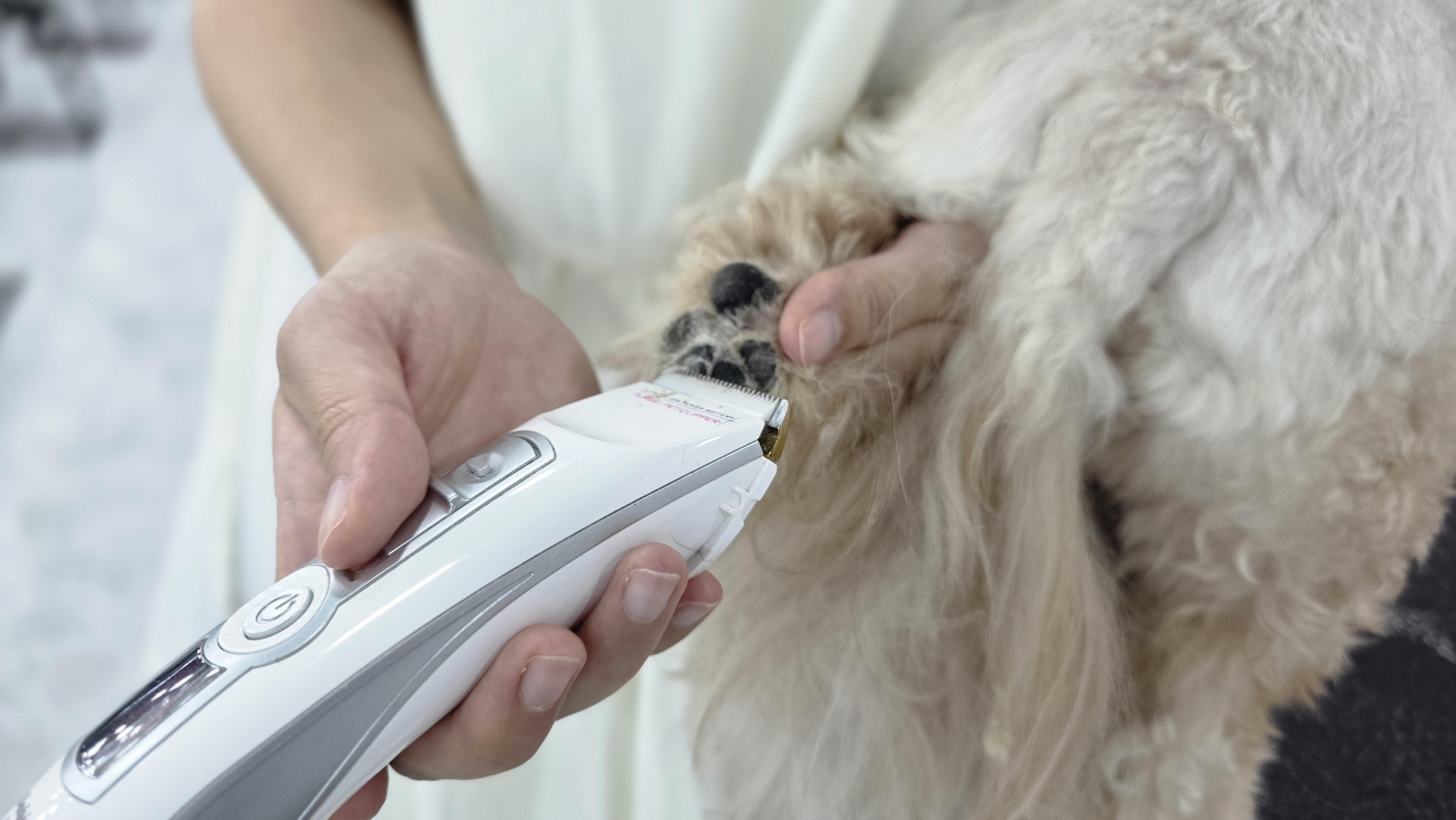 광진애견미용학원