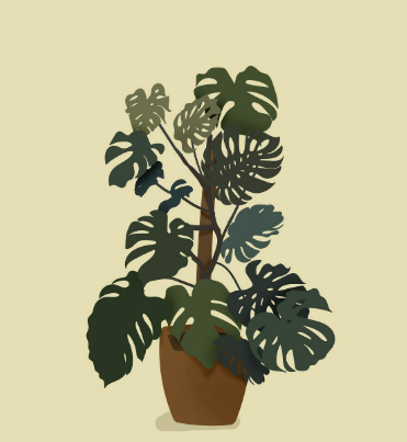 햇빛이 부족한 방에서 잘 자라는 식물